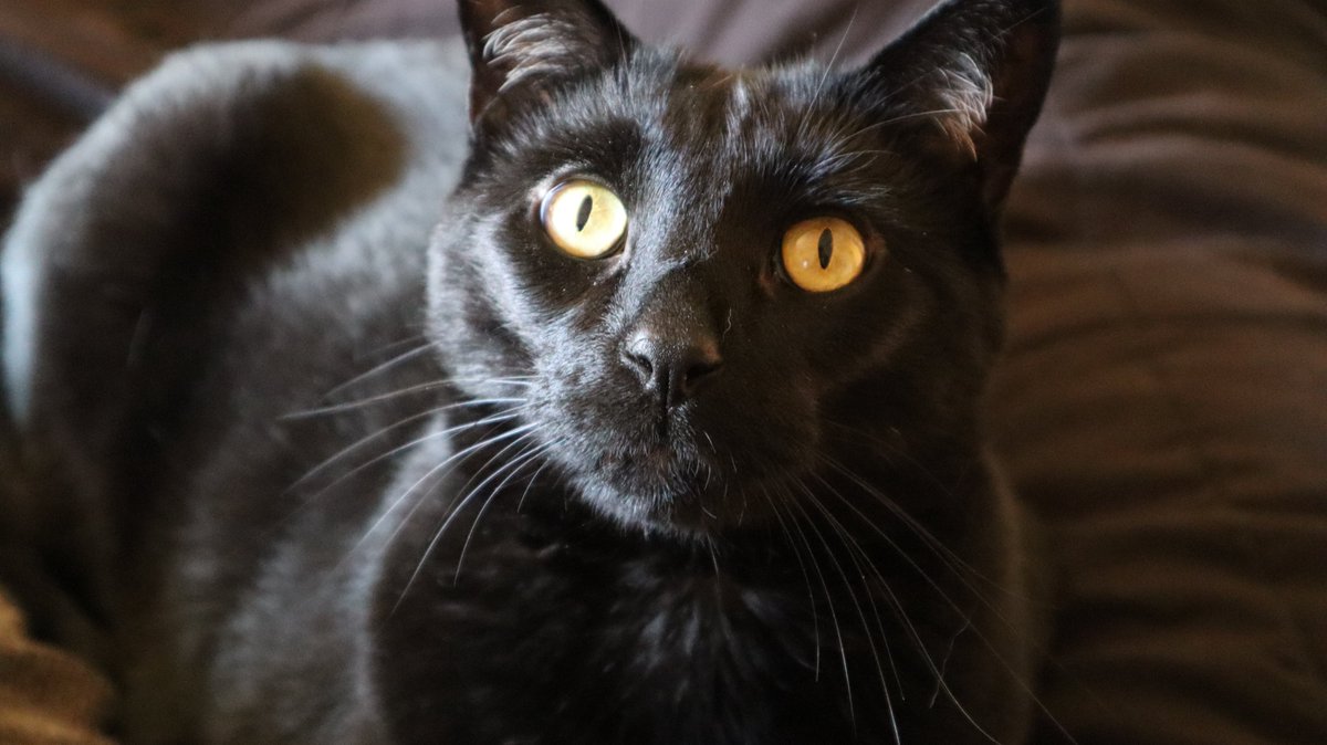 VGMRemastered's tweet photo. Petrushka is ready for his closeup
#CatsOfGameAudio https://t.co/BBPdB5tGCC