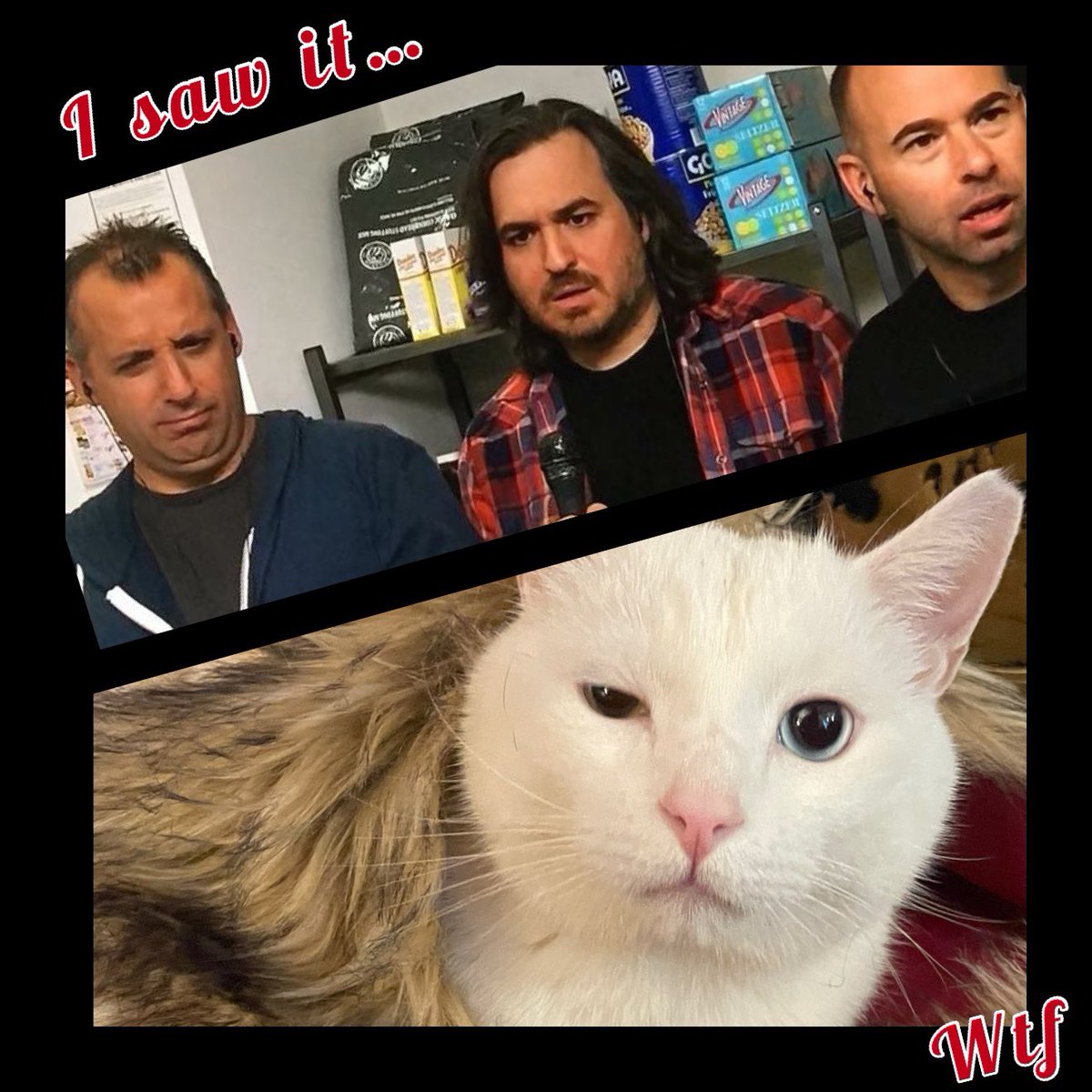 TheresaAmick's tweet photo. No reason… @truTVjokers @SalVulcano #joeycat #heterochromia #doppleganger @ItsBenjaminCat #Anthropomorphism https://t.co/gnCeuvOWWM