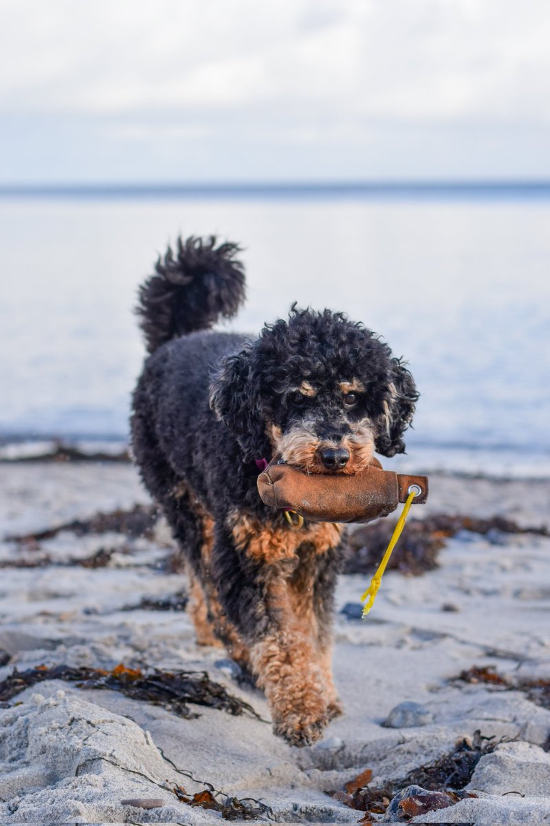 Posting all my favourites that just didn't work with the Instagram crop 🙈
#twitterdogcommunity #dogsoftwitter #dogs #poodle