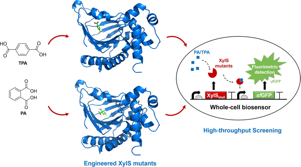 ACSSynBio's tweet photo. "...evolution of PET- and PAE-degrading enzymes is still a big challenge, partly because of the lack of an effective screening method to detect ... the main hydrolysis products..." Bai et al @ #ECUST create whole-cell biosensors to fill this gap.
https://t.co/I8drfDAZ3x https://t.co/IjhgcksJ93