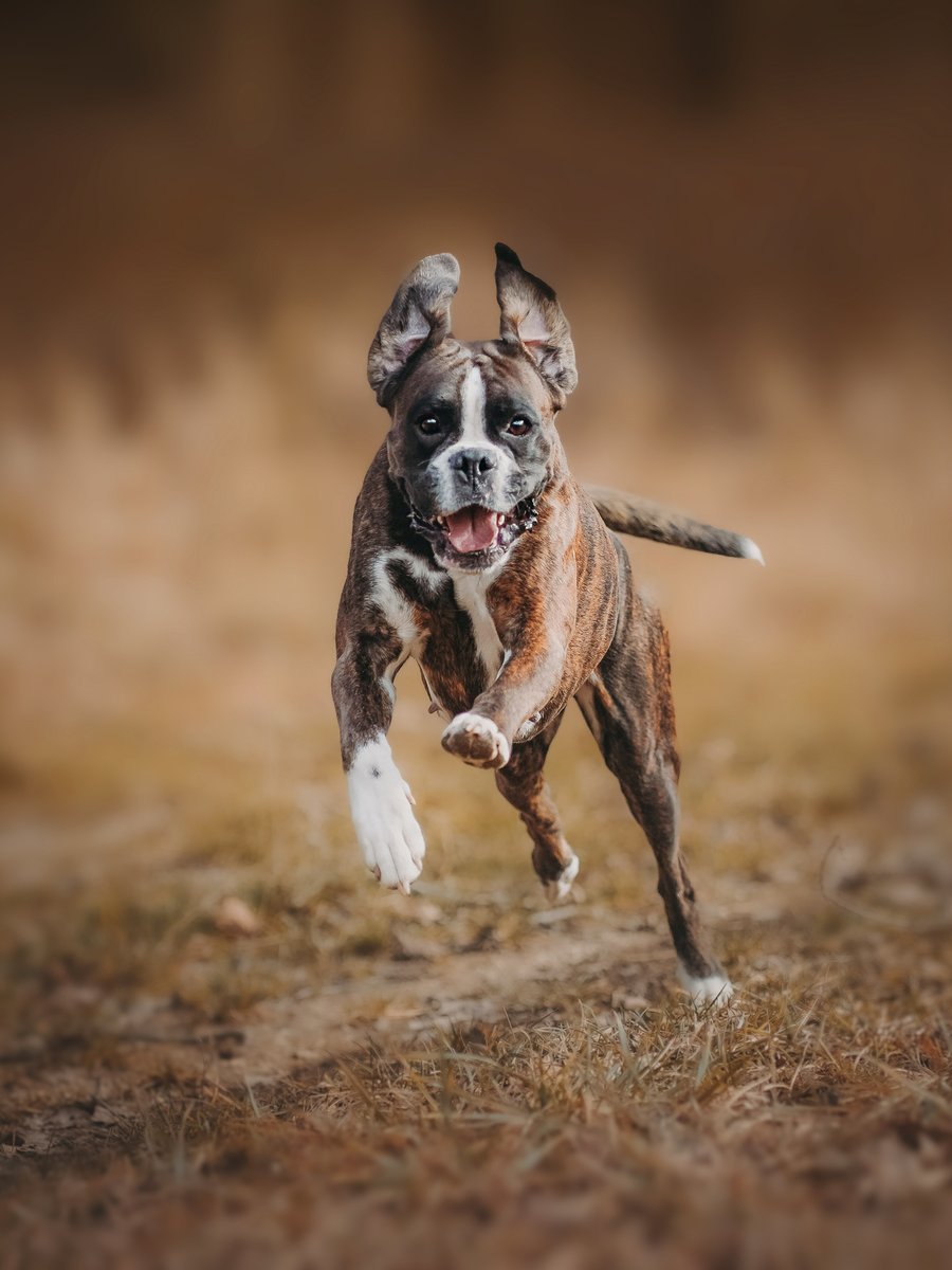 Hello Twitter  and hello #twitterdogcommunity👋 we're heading over from Instagram and giving this a try :D