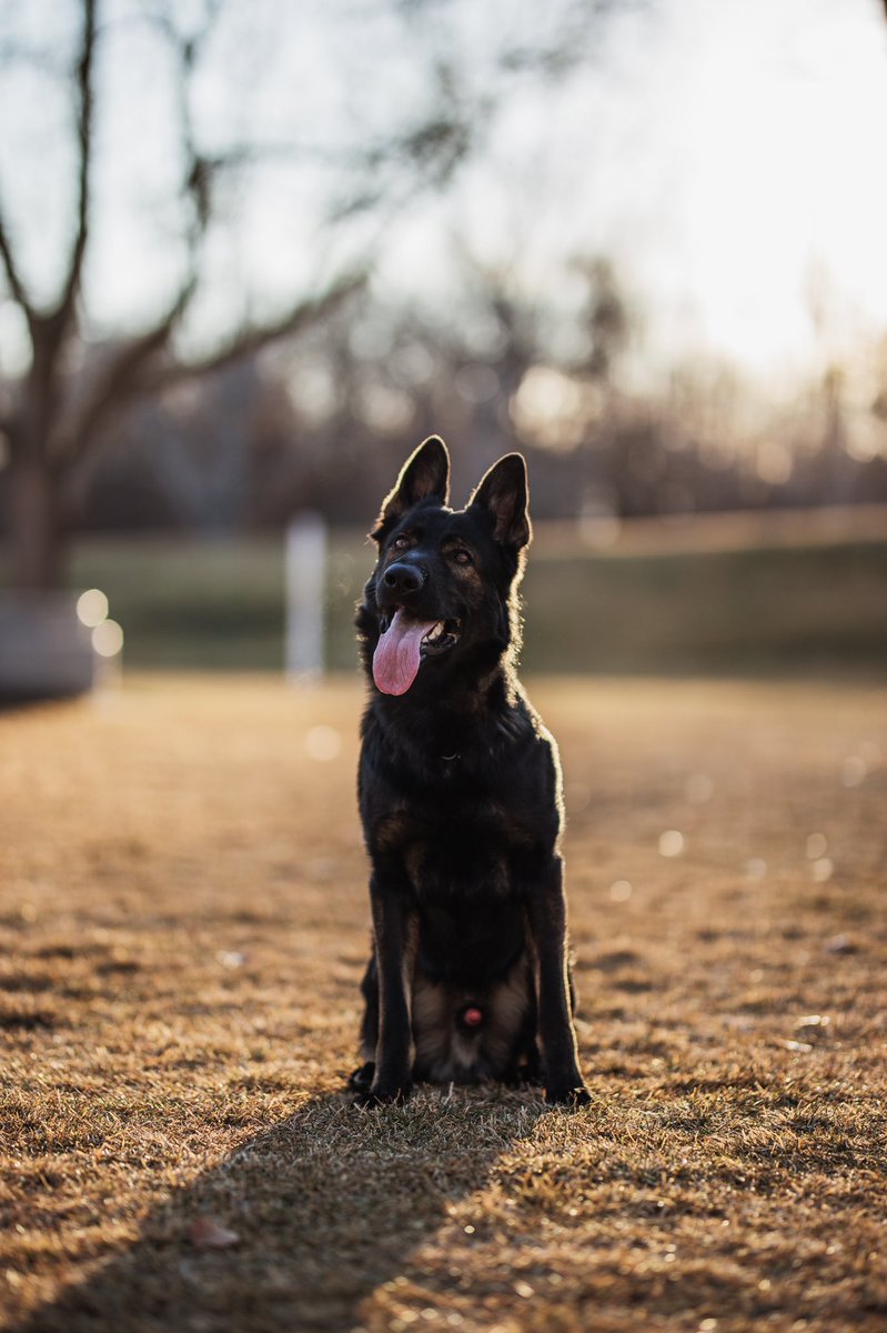 ryzewithourpack tweet media