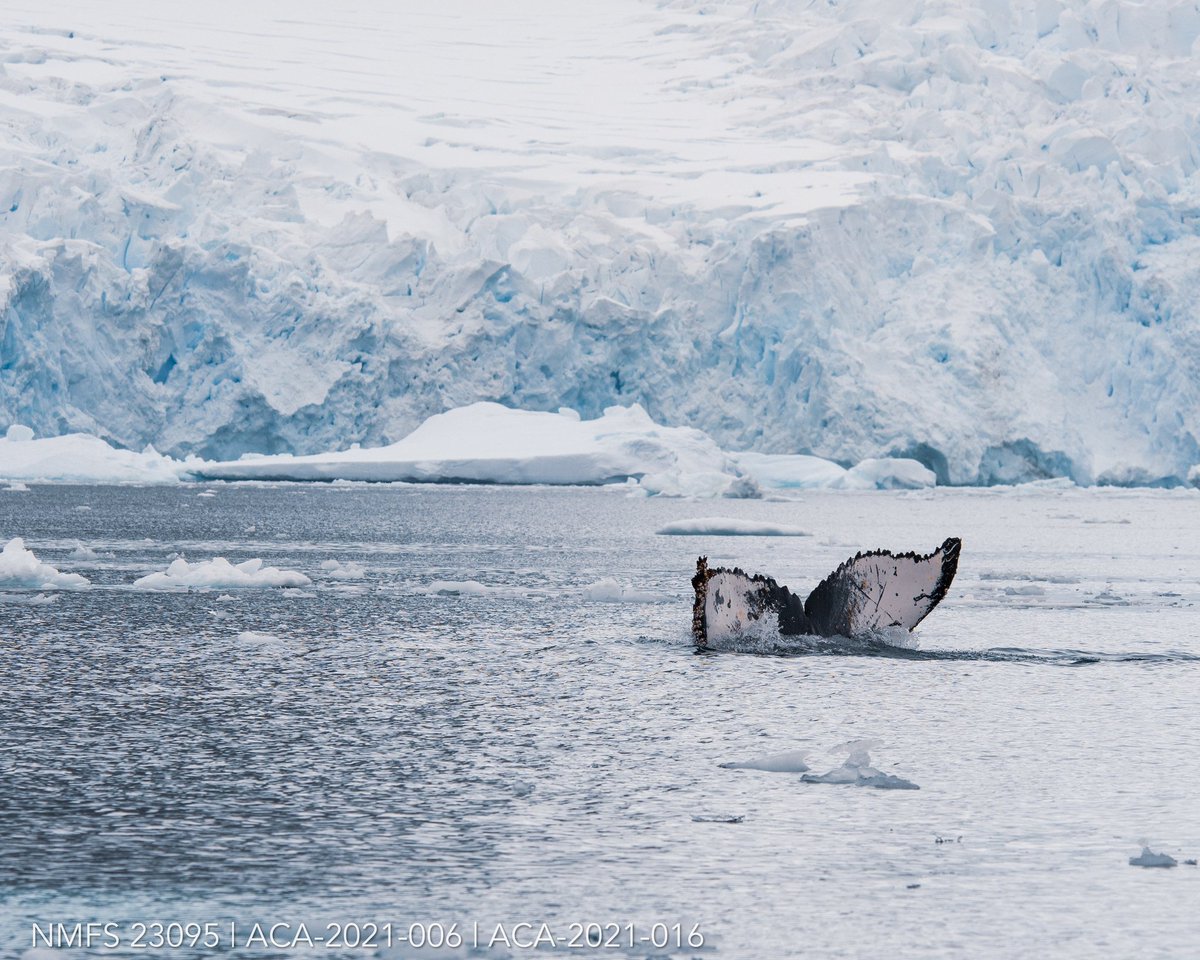 MMRP Uni of Hawaii (@mmrp_uh) on Twitter photo MMRPs <a href="/Liah_McPherson/">Liah McPherson</a> is currently in Antarctica! Read all about it in the first installment of her blog here: mmrphawaii.org/blogs MMRPs <a href="/Liah_McPherson/">Liah McPherson</a> is currently in Antarctica! Read all about it in the first installment of her blog here: mmrphawaii.org/blogs