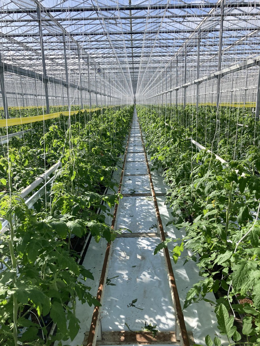 Patrick Smidt tweet media