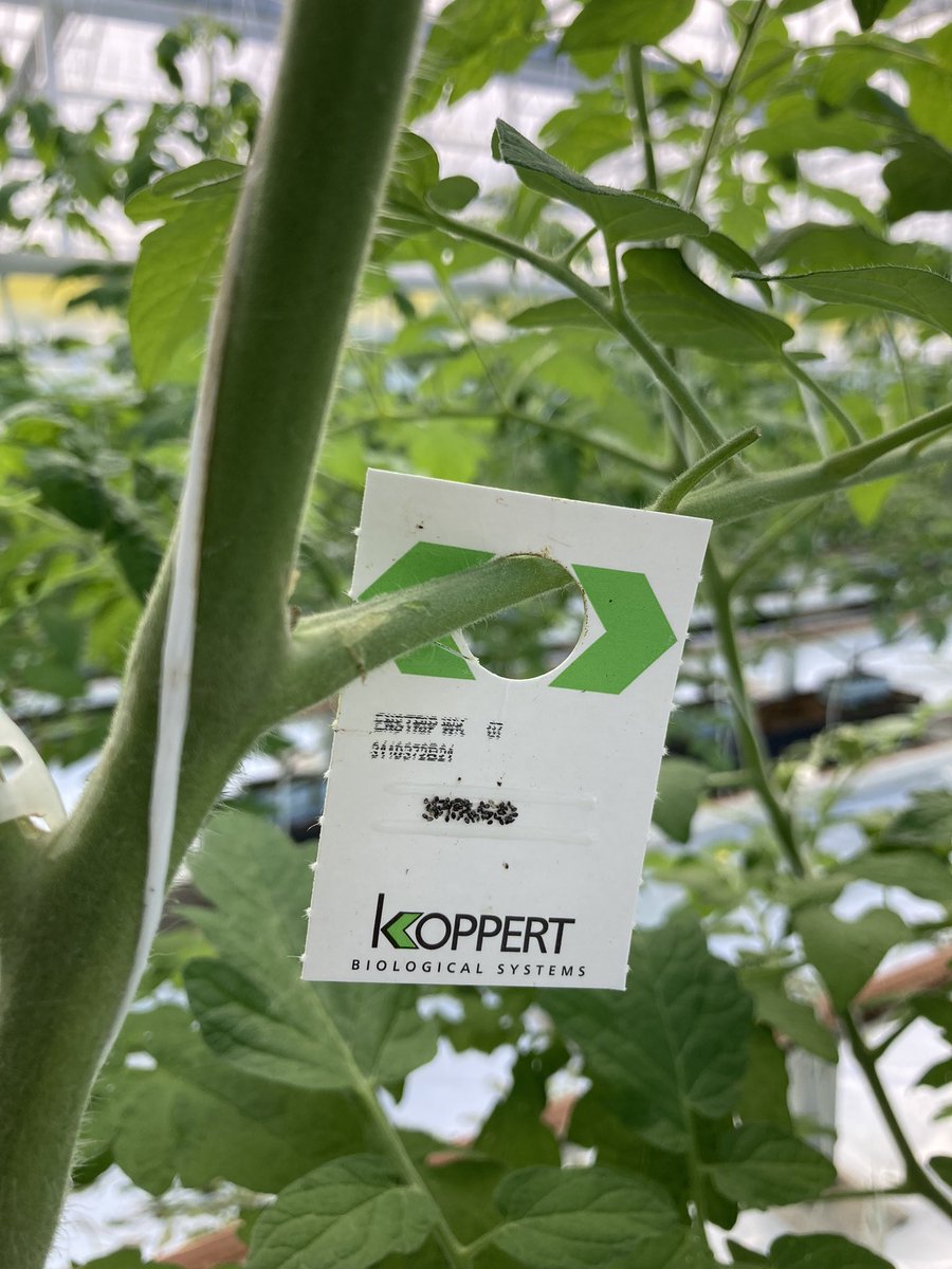 Patrick Smidt tweet media