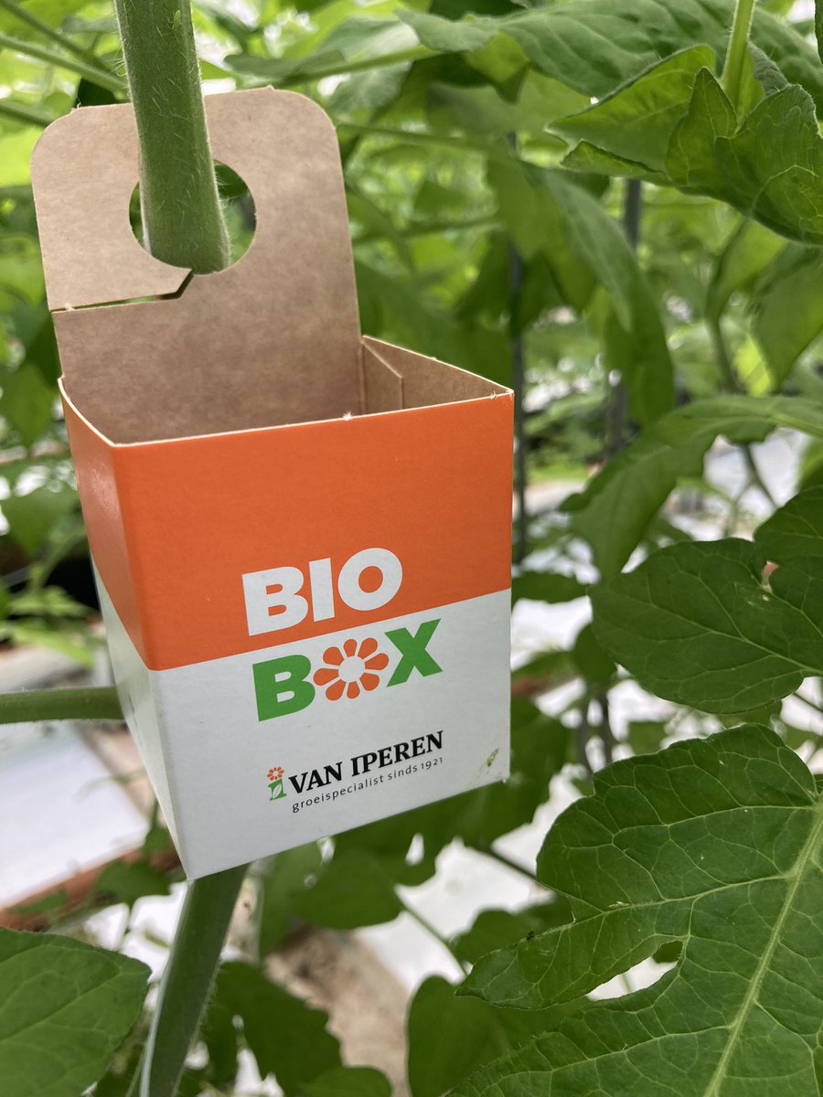 Biologie is hier de basis in 🍅. 
🐝 verrichten goed werk, sluipwespen worden preventief ingezet, macrolophus is in opbouw. #gewasbescherming #tuinbouw <a href="/iperen_nl/">Van Iperen</a> <a href="/KoppertNL/">Koppert Nederland</a>