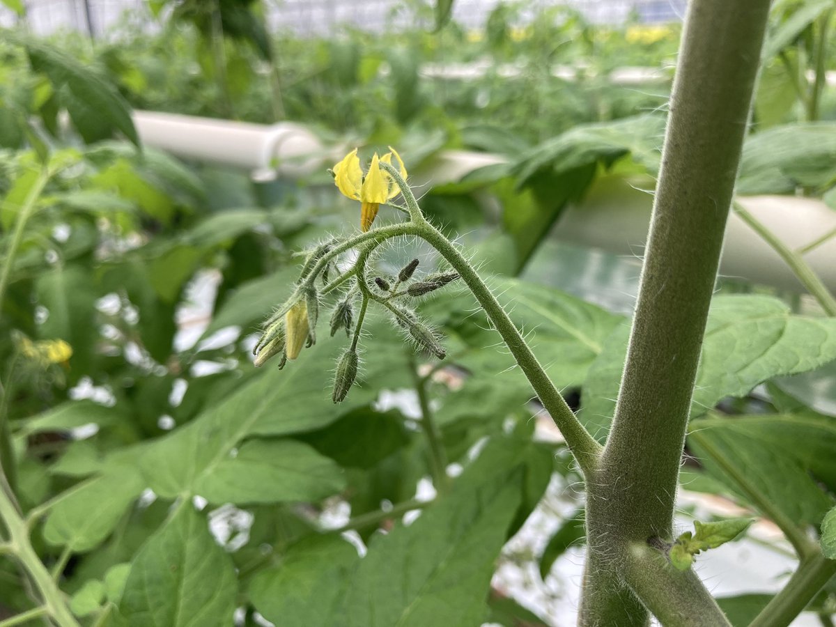 Patrick Smidt tweet media