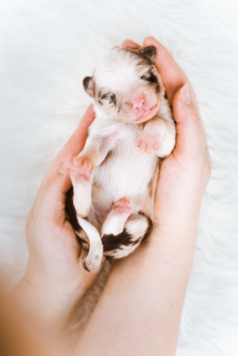 This is baby Zazu 🤍 show us your little pups 🐶
#twitterdogcommunity #dogsoftwitter