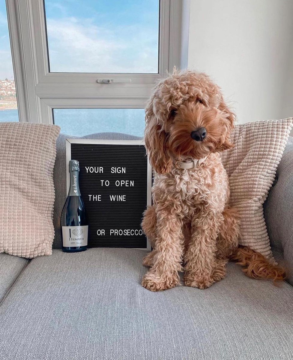 Happy Friday #dogsoftwitter #wine #twitterdogcommunity #cockapoo