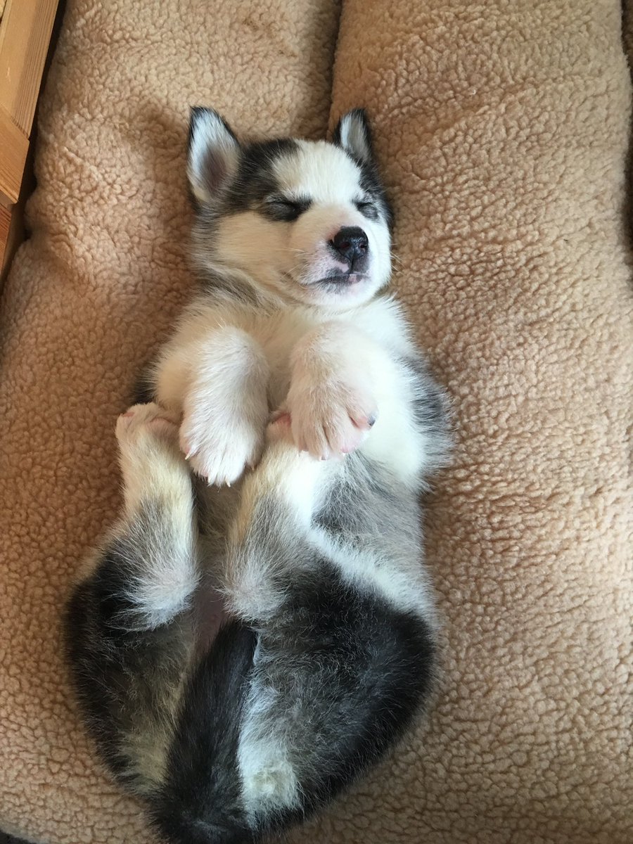<a href="/twomerlecollies/">Twomerlecollies</a> Ohhhhh so cute 🥺🥺 this is puppy Charlie 💜