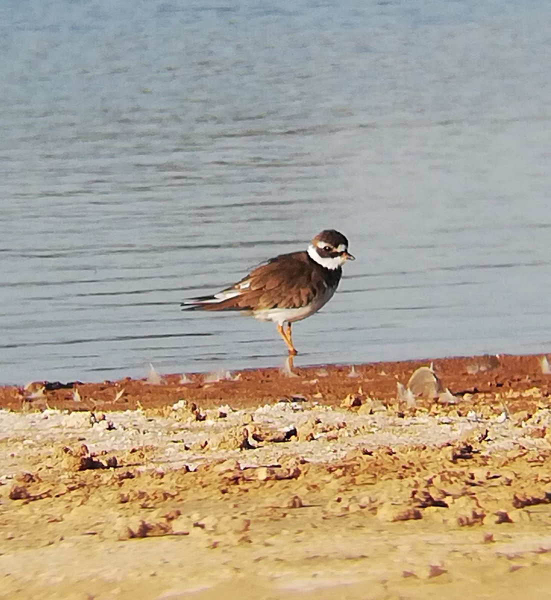 birdsonstamps's tweet photo. Common Ringed Plover paid a visit today.
#bubidistrict #Matabeleland #Zimbabwe #BirdsSeenIn2022 #birding https://t.co/flhFAu02yz