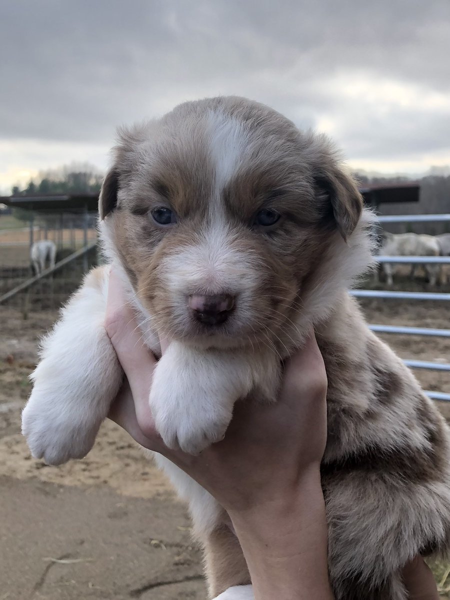 <a href="/twomerlecollies/">Twomerlecollies</a> baby sadie