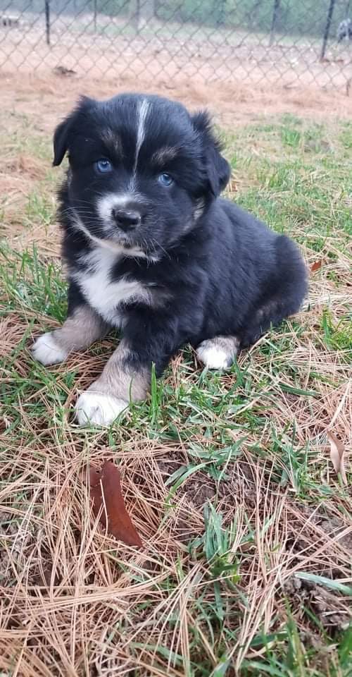 <a href="/twomerlecollies/">Twomerlecollies</a> baby juneau