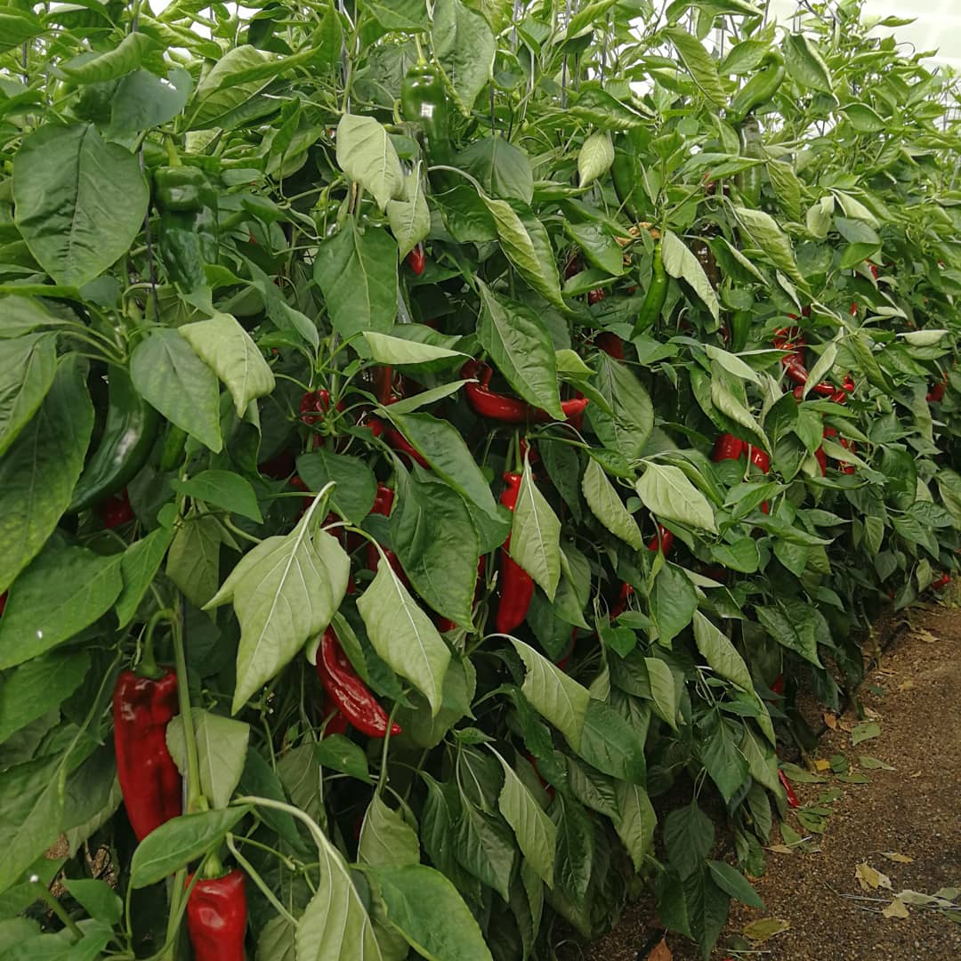 evergreennutri1's tweet photo. AGRICULTURA VIVA: ALMERÍA REFERENTE DE UNA AGRICULTURA DE CALIDAD

#Evergreen, #Nutriciónvegetal, #agricultura, #organicfarming, #ResiduoCero, #ecológico, #pimiento, #pimientolamuyo, #pimientoitaliano, #pimientohabanero, #habanero, #felizviernes✌ https://t.co/N954BhmlIt
