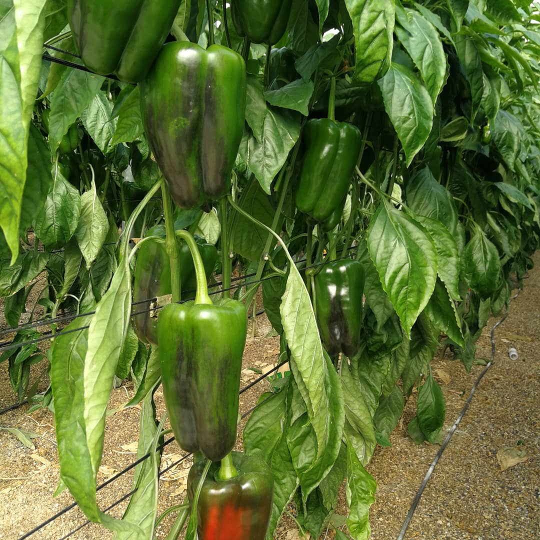 evergreennutri1's tweet photo. AGRICULTURA VIVA: ALMERÍA REFERENTE DE UNA AGRICULTURA DE CALIDAD

#Evergreen, #Nutriciónvegetal, #agricultura, #organicfarming, #ResiduoCero, #ecológico, #pimiento, #pimientolamuyo, #pimientoitaliano, #pimientohabanero, #habanero, #felizviernes✌ https://t.co/N954BhmlIt