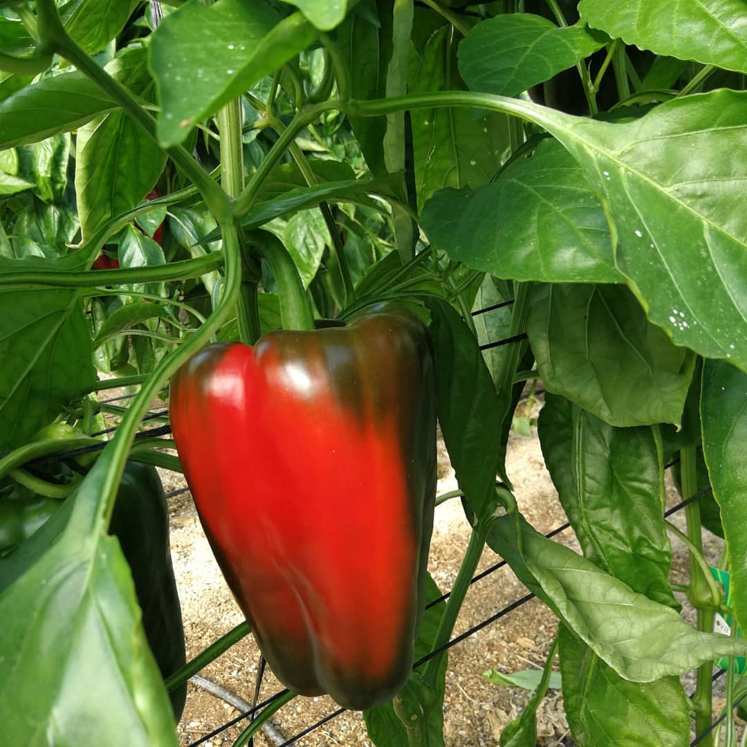 evergreennutri1's tweet photo. AGRICULTURA VIVA: ALMERÍA REFERENTE DE UNA AGRICULTURA DE CALIDAD

#Evergreen, #Nutriciónvegetal, #agricultura, #organicfarming, #ResiduoCero, #ecológico, #pimiento, #pimientolamuyo, #pimientoitaliano, #pimientohabanero, #habanero, #felizviernes✌ https://t.co/N954BhmlIt