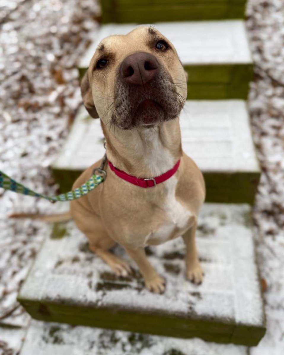MEHumaneSociety's tweet photo. Edwardsville Pet of the Day! Unique. 2 yrs. Unique knows all of her basics, walks great on a leash and responds well to correction. Anyone interested in Unique should submit an adoption inquiry at https://t.co/S4sYRKn4LW, 
⚜️Mardi Paw Celebrations - $50 Adoption⚜️ https://t.co/OFvrYKbt82