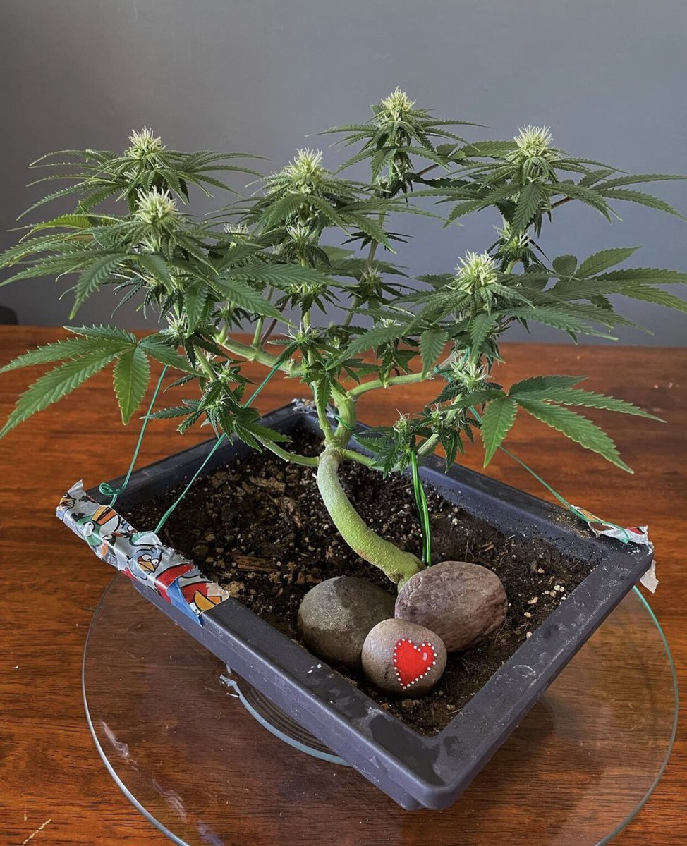 This it too awesome! 🙌

This Gelato Cannabonsai, which is being cared after by @erinmmcul1, is absolutely picture perfect. Who else has thought about cultivating their own bonsai before? We think that they're the coolest things around! 👑