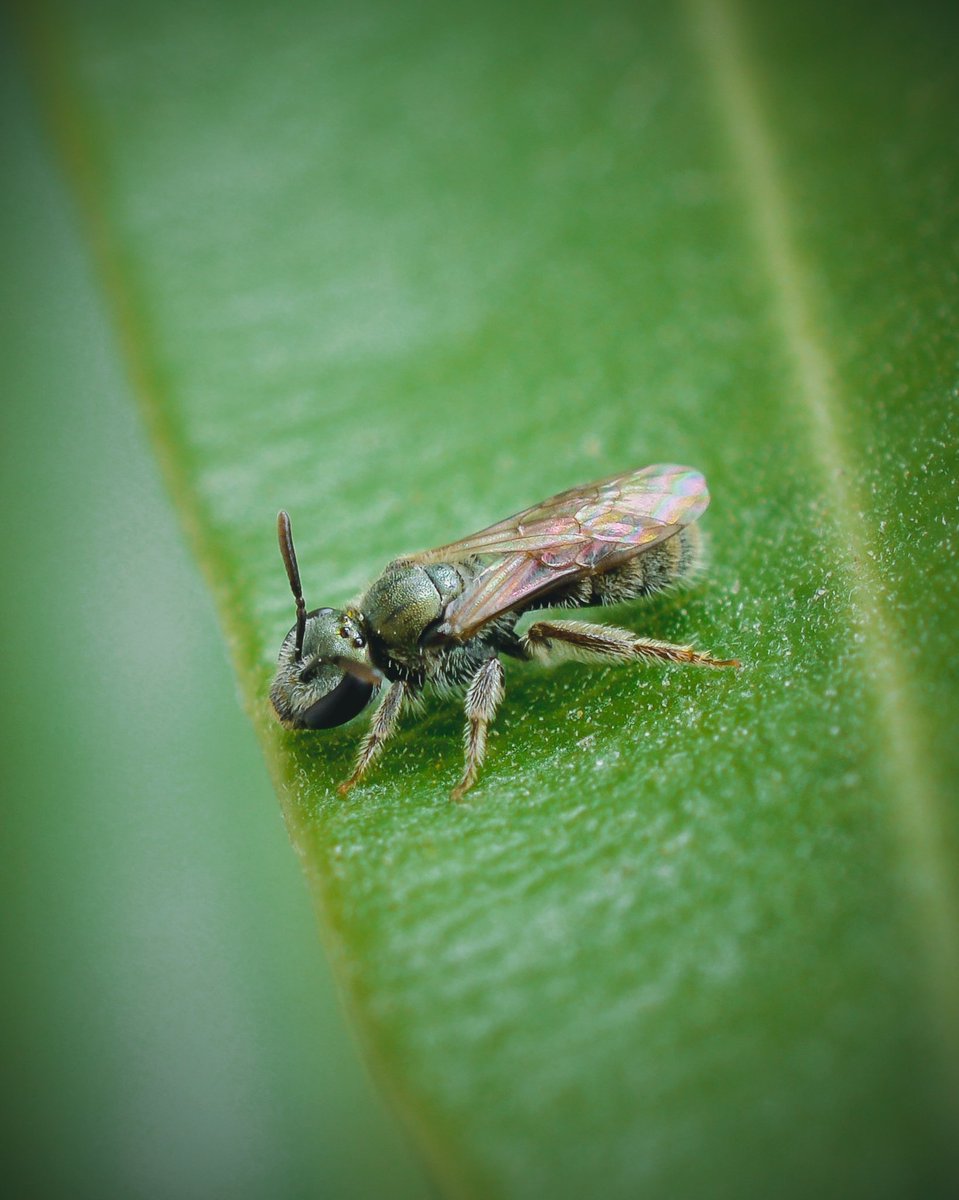 Nadialoz_'s tweet photo. GM a macro Friday, enjoy it! 💚

#macro #bee #savethebees https://t.co/yz5B3rLJ1H
