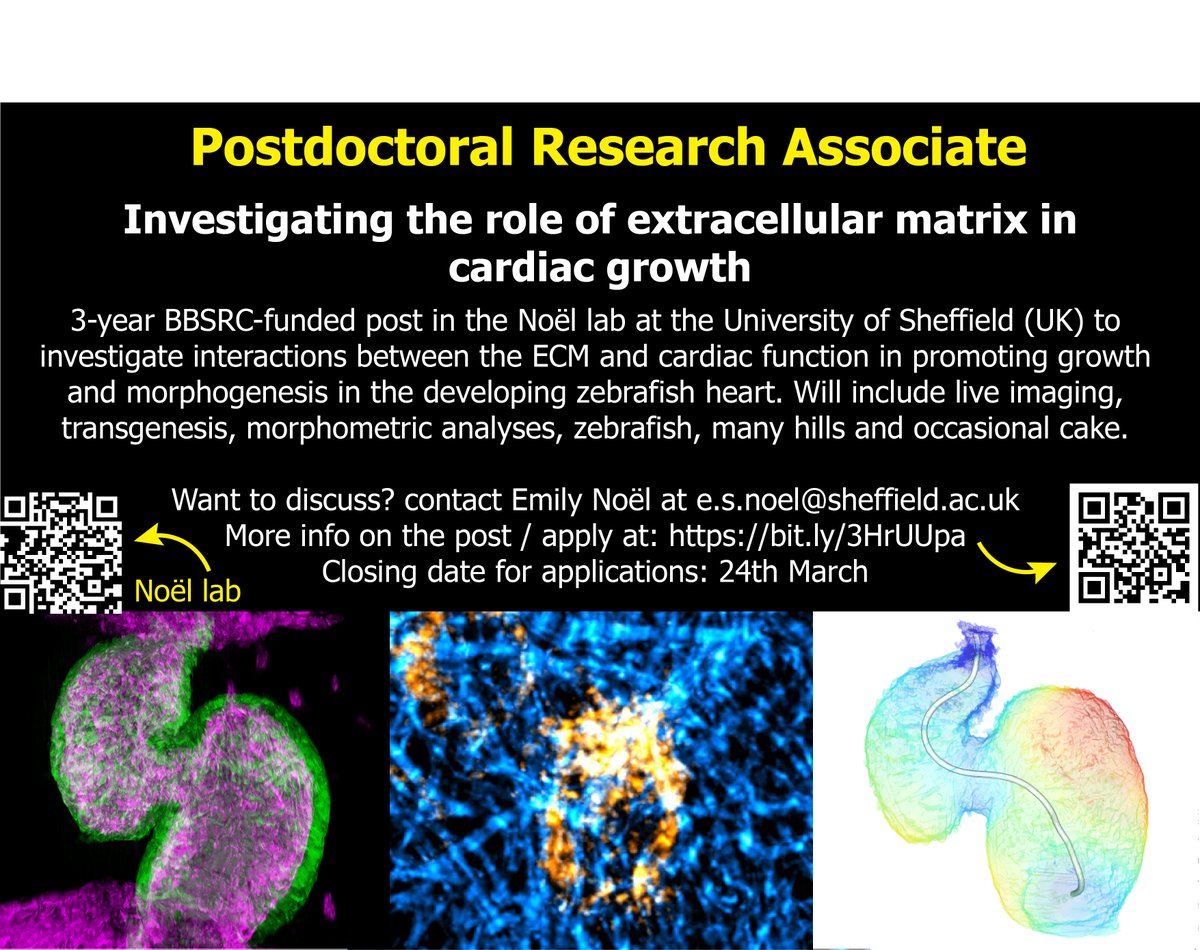 The Noël lab is hiring!
We have a 3-year BBSRC-funded postdoc position to investigate the role of the ECM in cardiac growth during zebrafish heart morphogenesis. More info can be found at bit.ly/3HrUUpa. Join us! #zebrafish #extracellularmatrix #devbio #sheffieldissuper