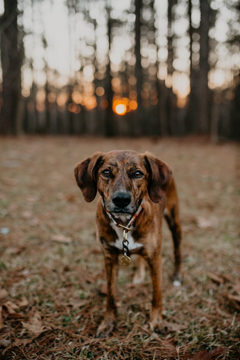 Knowing that I’m going to have to crop this for IG is already crushing my soul. Thank god for #DogTwitter 🤩 #dogsoftwitter #twitterdogcommunity