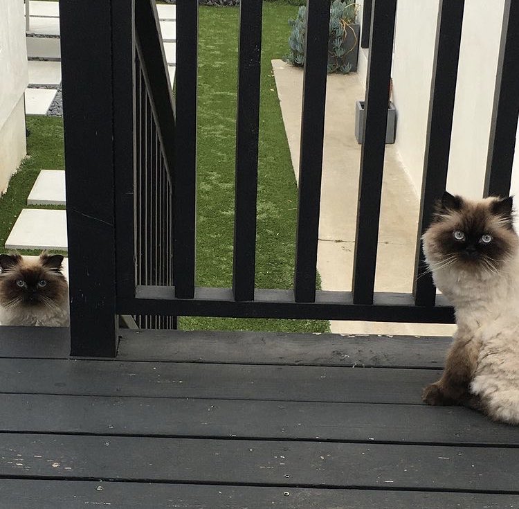 MigsRunner's tweet photo. When your newsfeed is only what walks by the window. Thinking of the pets making long journeys and all their humans.
#CatsOfTwitter #CatsOnTwitter #CatAndHome https://t.co/Jx6sJ2eQfh