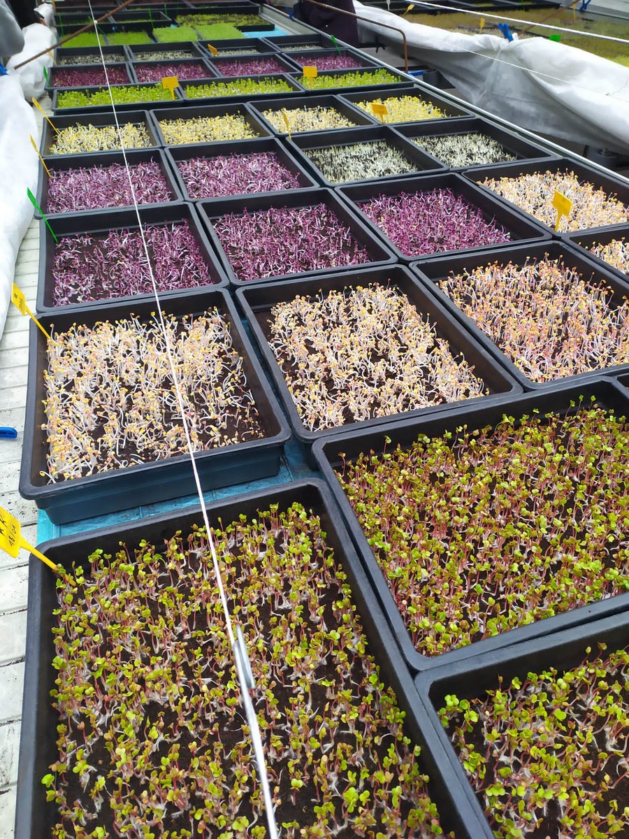 ORPAN_nantes's tweet photo. 🌱En février et mars, les adhérents de l'ORPAN ont eu le plaisir de découvrir L'Agronaute, une ferme urbaine et récréative. Un grand merci à Sati ALLAIN de l'Association @La_SAUGE pour son accueil ! #Nantes https://t.co/B0sAOQZYpD