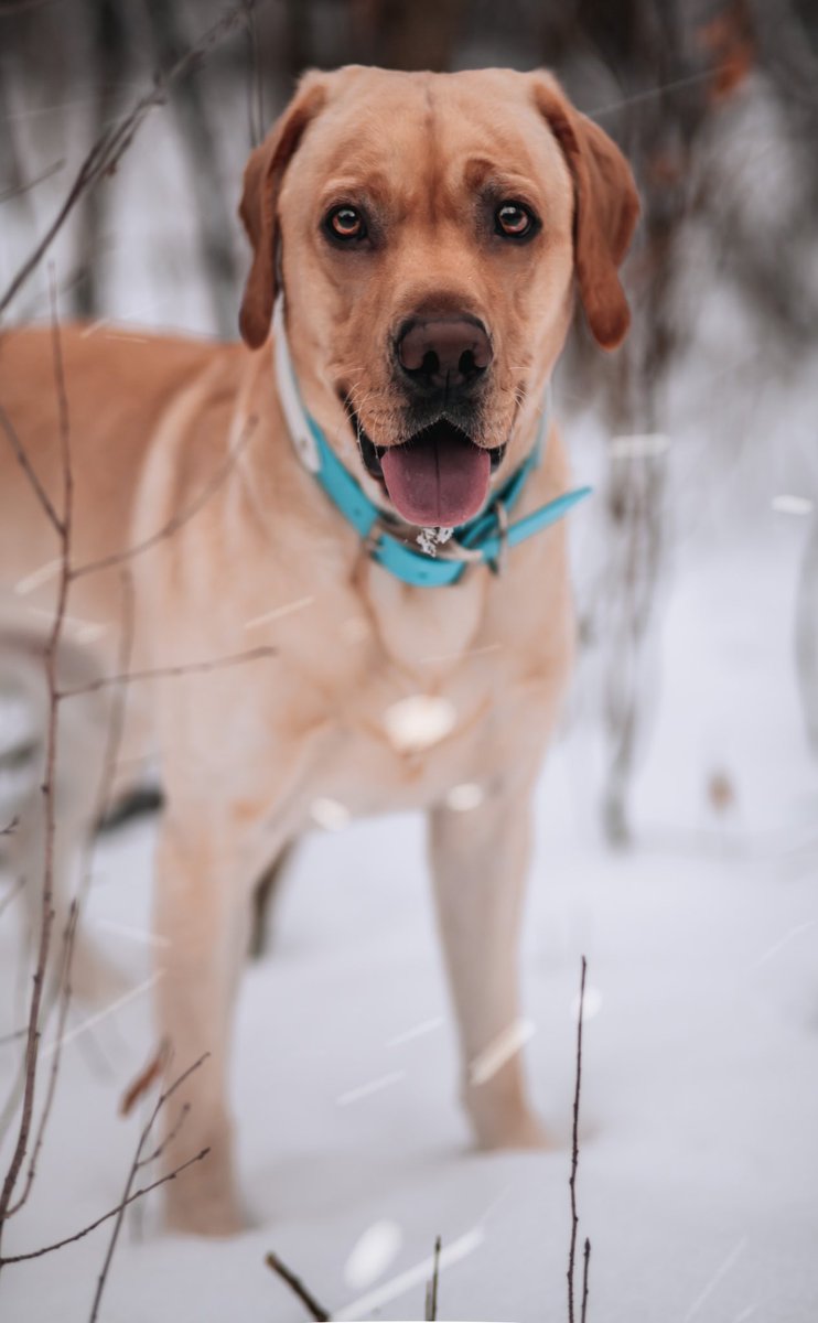 KatelynBurelle's tweet photo. All smiles because we joined just last night and I’m already enamored by the community here. So many beautiful HQ pictures this is what I always hoped insta would be! #dogtwitter #dogsoftwitter #twitterdogcommunity 

Collar: @rivetretriever (Code: Everest10) https://t.co/Ixbjk10Q6c