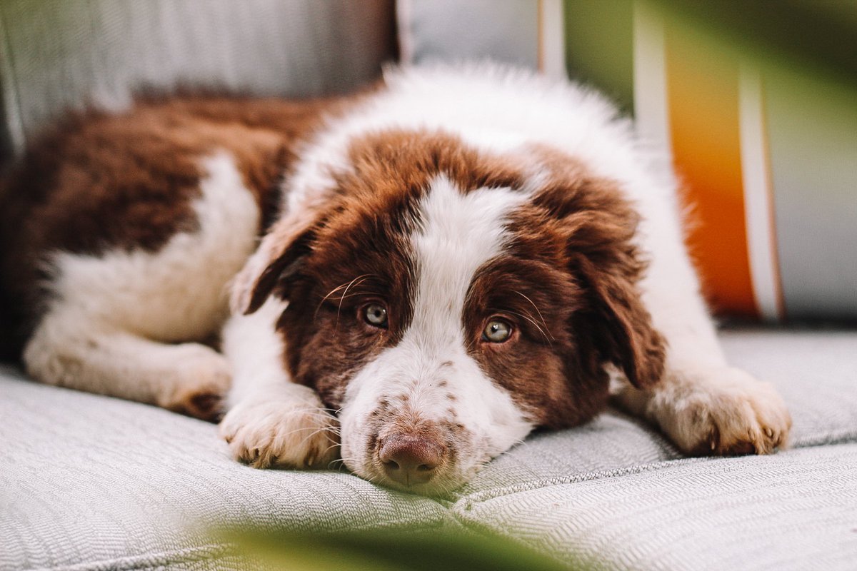 <a href="/twomerlecollies/">Twomerlecollies</a> Oh my heart 🤍 Here is baby Koda!