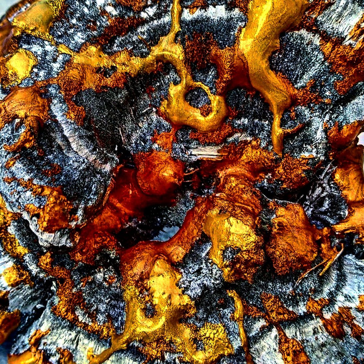 An artist who loves nature alone, cause it’s antique, and the oldest art is a mushroom. The collection is inspired by Frank Herbert's science fiction universe of ”Dune” and a wild nature.

foundation.app/collection/pla…

#NFT #NFTartists #NFTs #nftcollector  #nftphotography #Ukraine