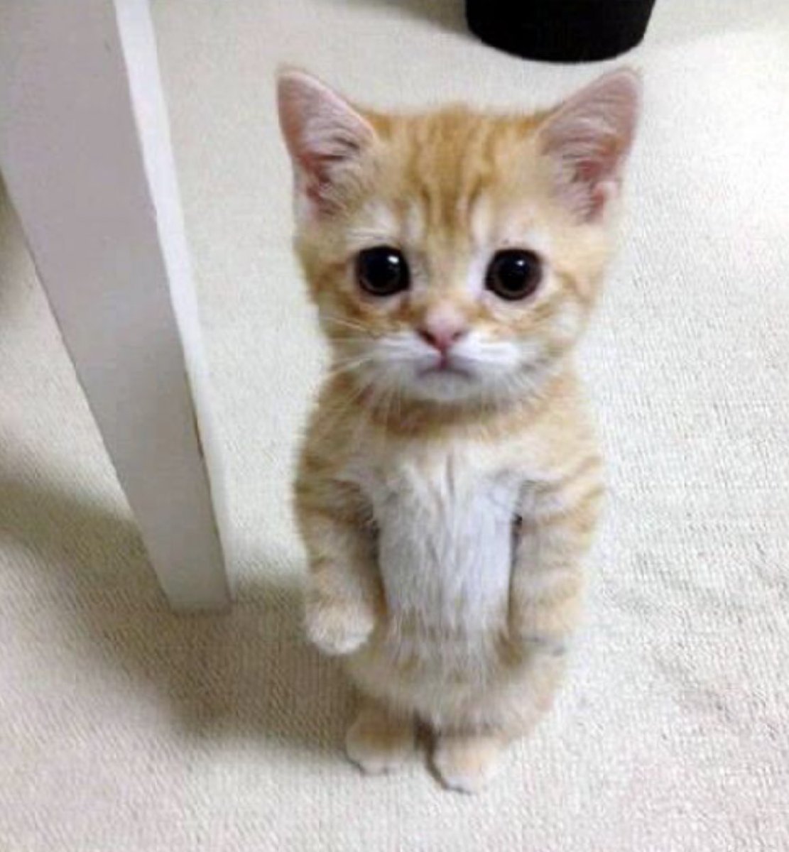 enforcerrrr's tweet image. 