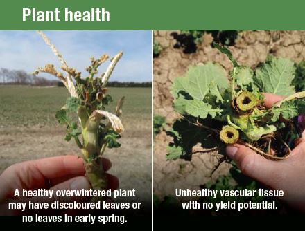 #Wintercanola stand assessment is around the corner. Check out this guide on plant health and stand counts. 
fieldcropnews.com/2022/02/growin…