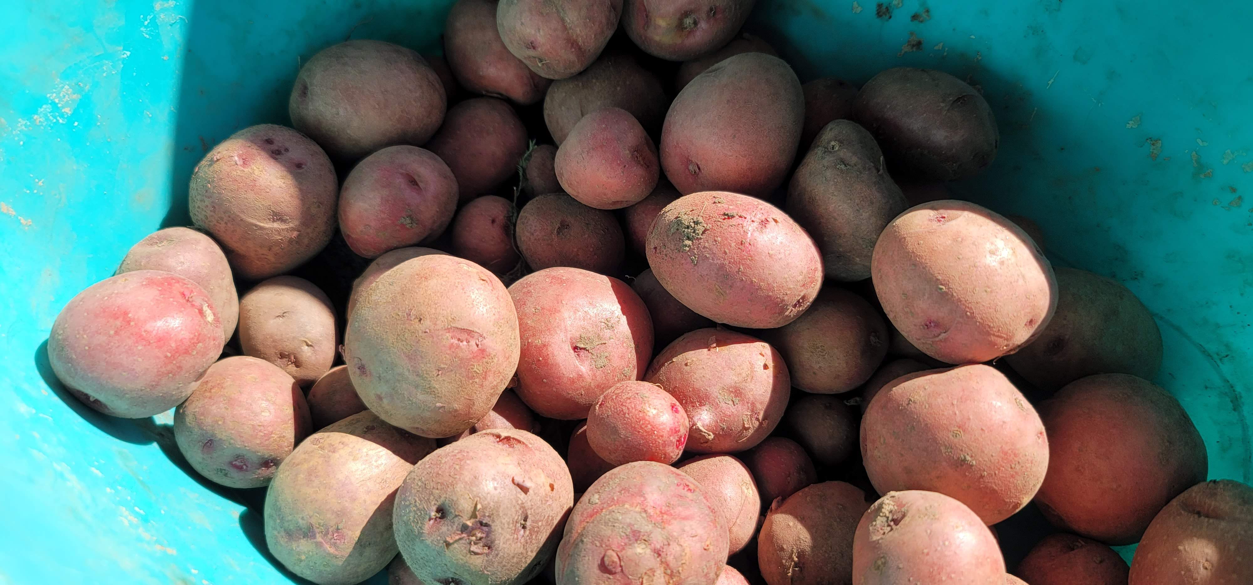 Kiel Farmers Market (KielMarket) / Twitter