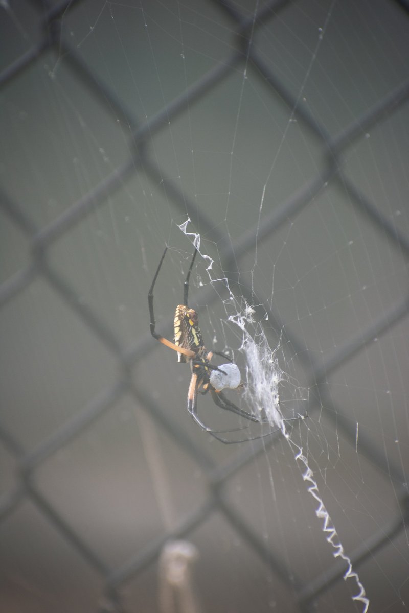 Blue_DaisyPhoto's tweet photo. Our garden friend, Sergia, wrapping up a meal #spidersweb #nature #NaturePhotography https://t.co/B7Hk3X9Tlg