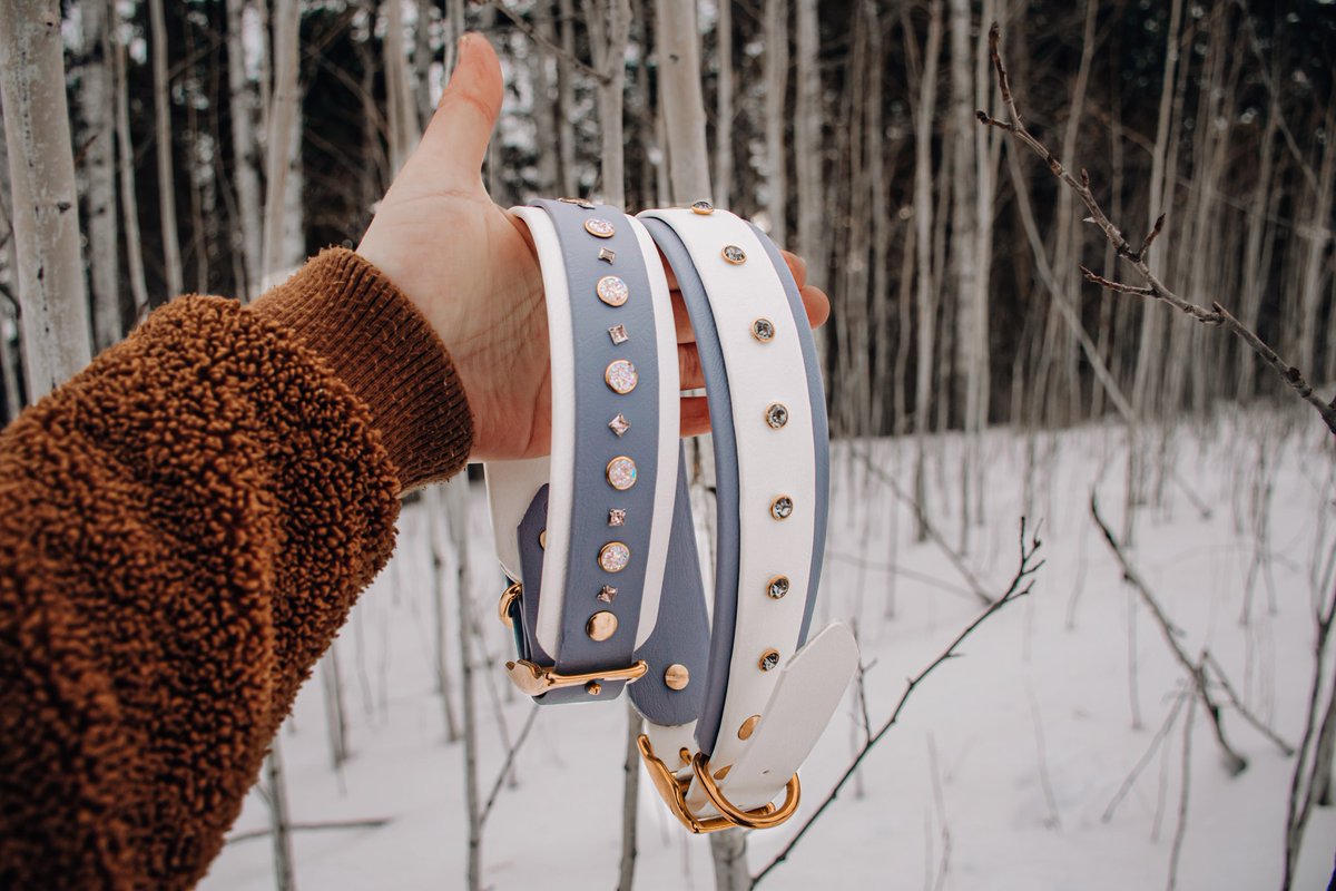 WCC is taking on Twitter! 
Hello  #twitterdogcommunity 

 #twitterdogs #isnstagramdogs #westcoastcollarz #SmallBiz #dogs #DogsofTwittter #dogstagram