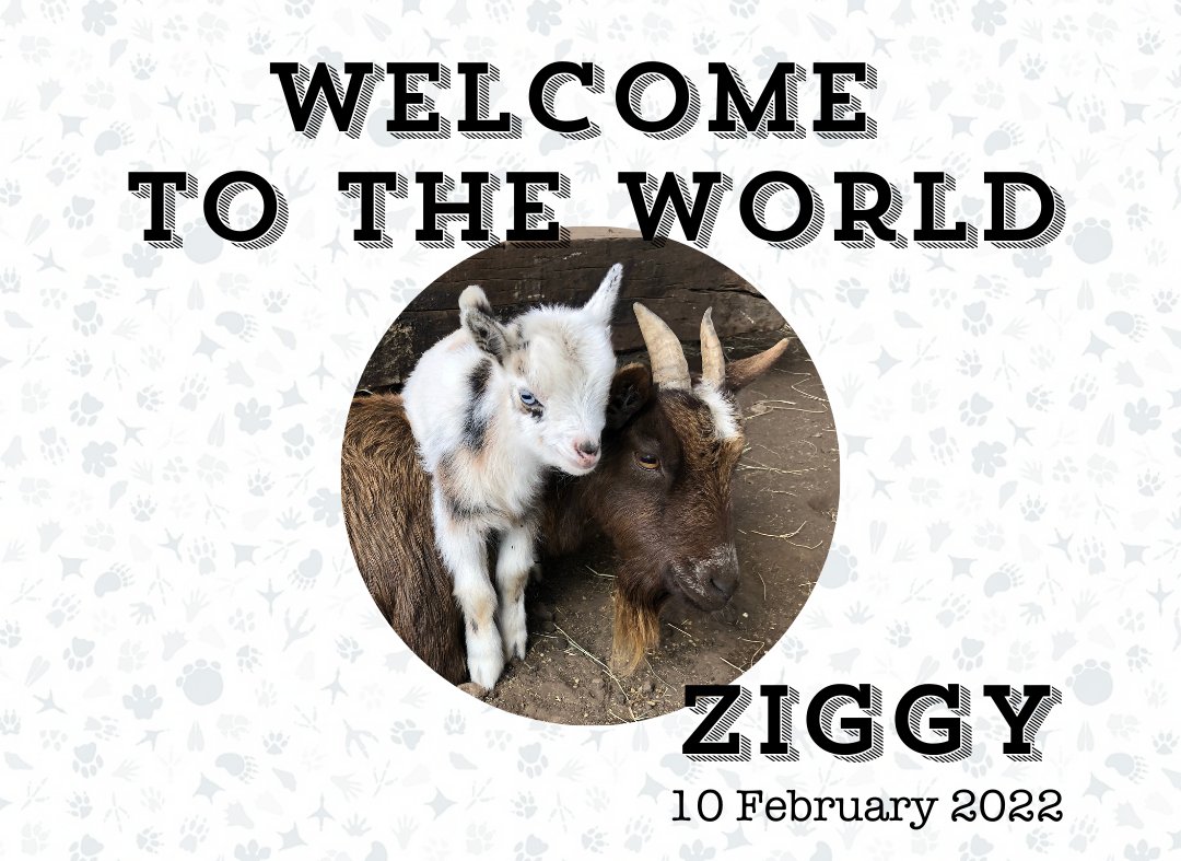 Jandaexotics's tweet photo. Help us welcome our newest baby goat Ziggy! 🍼

#JandaExotics #JEAR #ExoticAnimals #ComeVisitUs #KingsburyTX #AnimalExperiences #ExoticPets https://t.co/xdAXg8Kor5