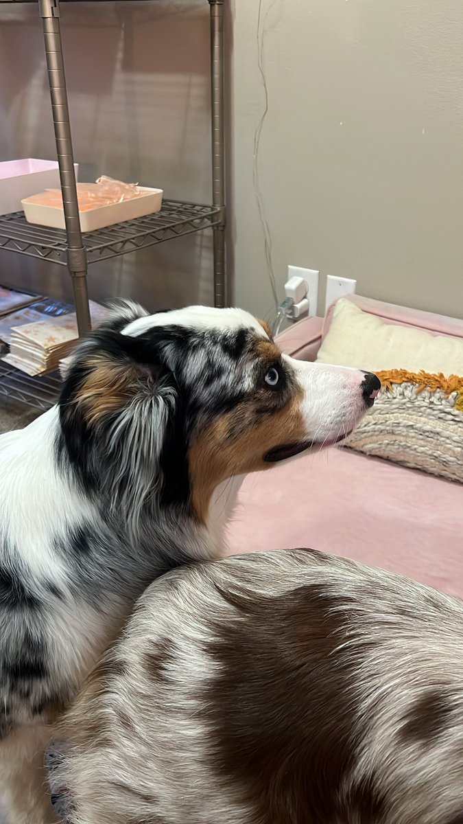 The face of a boy who was just told he has to stop humping his sister’s head