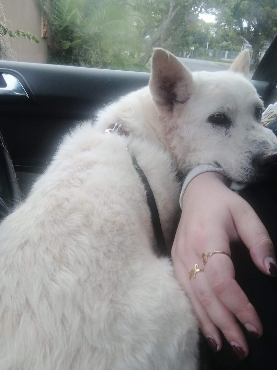 Today our friends over at Hilltop Animal Outreach have started their pay-fast link. If anyone in our community want to help out this amazing charity please follow this link. Every single cent helps. ❤️

@ACGL_Rafiki

payfast.co.za/donate/go/hill…