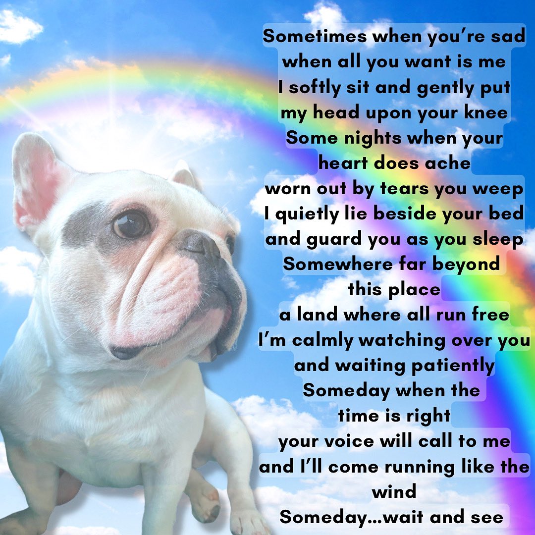 Latte & Bowie (Rocky & Bruno OTRB 🌈) tweet media