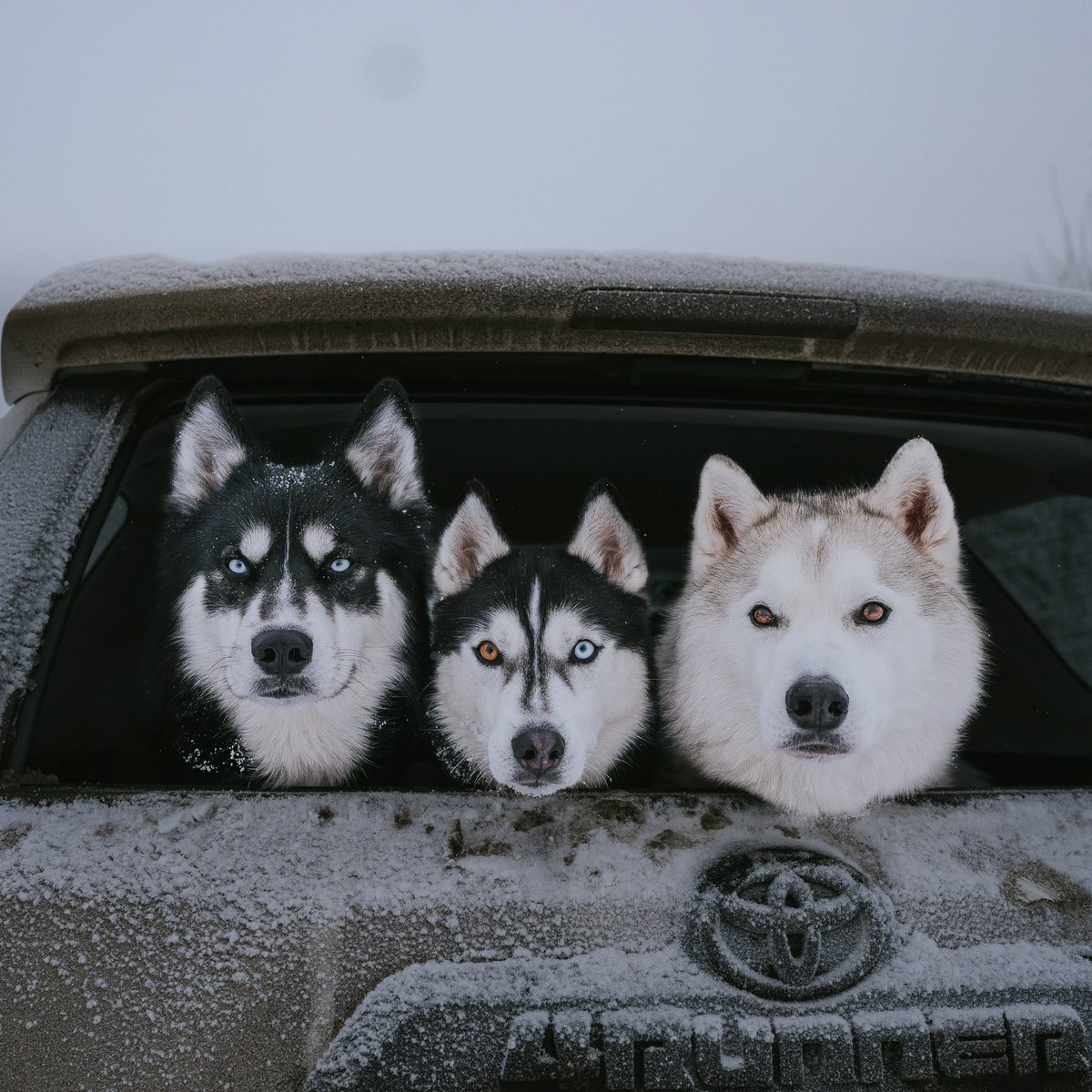 Just popping in to say hey 👋🏻 p.s. I don’t actually know how to use this app. #dogtwittercommunity #DogTwitter #dogphotography