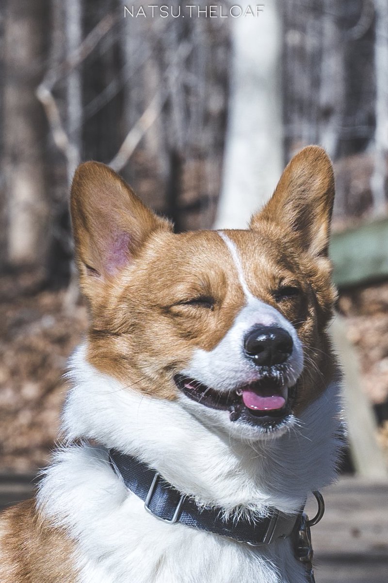My face when I found out Twitter doesn't crop your photos to 4:5
#dogsoftwitter #twitterdogcommunity #CorgiCrew