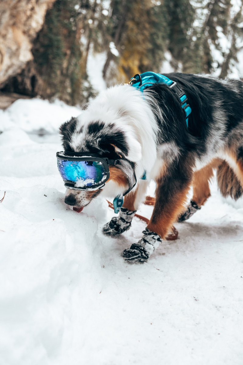All the dogs joining twitter
Apollo: still eating snow 
#dogtwittercommunity #DogTwitter #DogsofTwittter