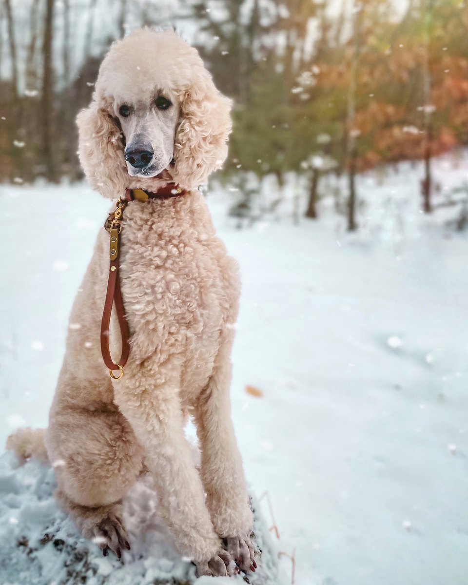 RivetRetriever's tweet photo. Question of the day: what made you smile today?
And if you haven’t smiled yet maybe this beauty striking her best pose showing off her traffic lead and buckle collar in brown with gold accents and hardware will help you crack one! 
#DogTwitter #twitterdogcommunity #dogsoftwitter https://t.co/0SNhpDiUQk