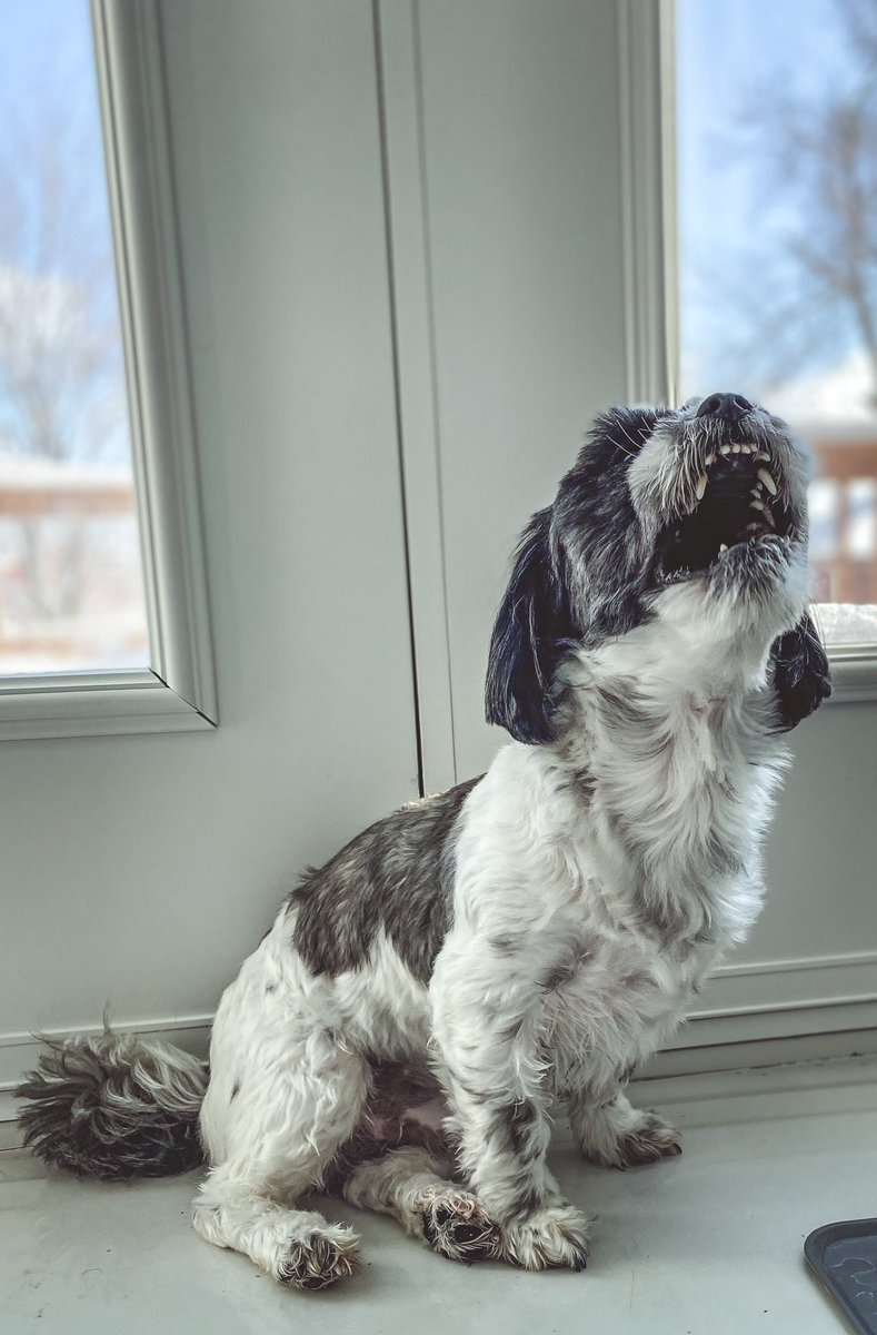 *20 min ago* Nahhh I’m not gonna make them a twitter 
*5 min ago* gets major #fomo and caves 🥲 
#twitterdogcommunity #dogsoftwitter #instadogs