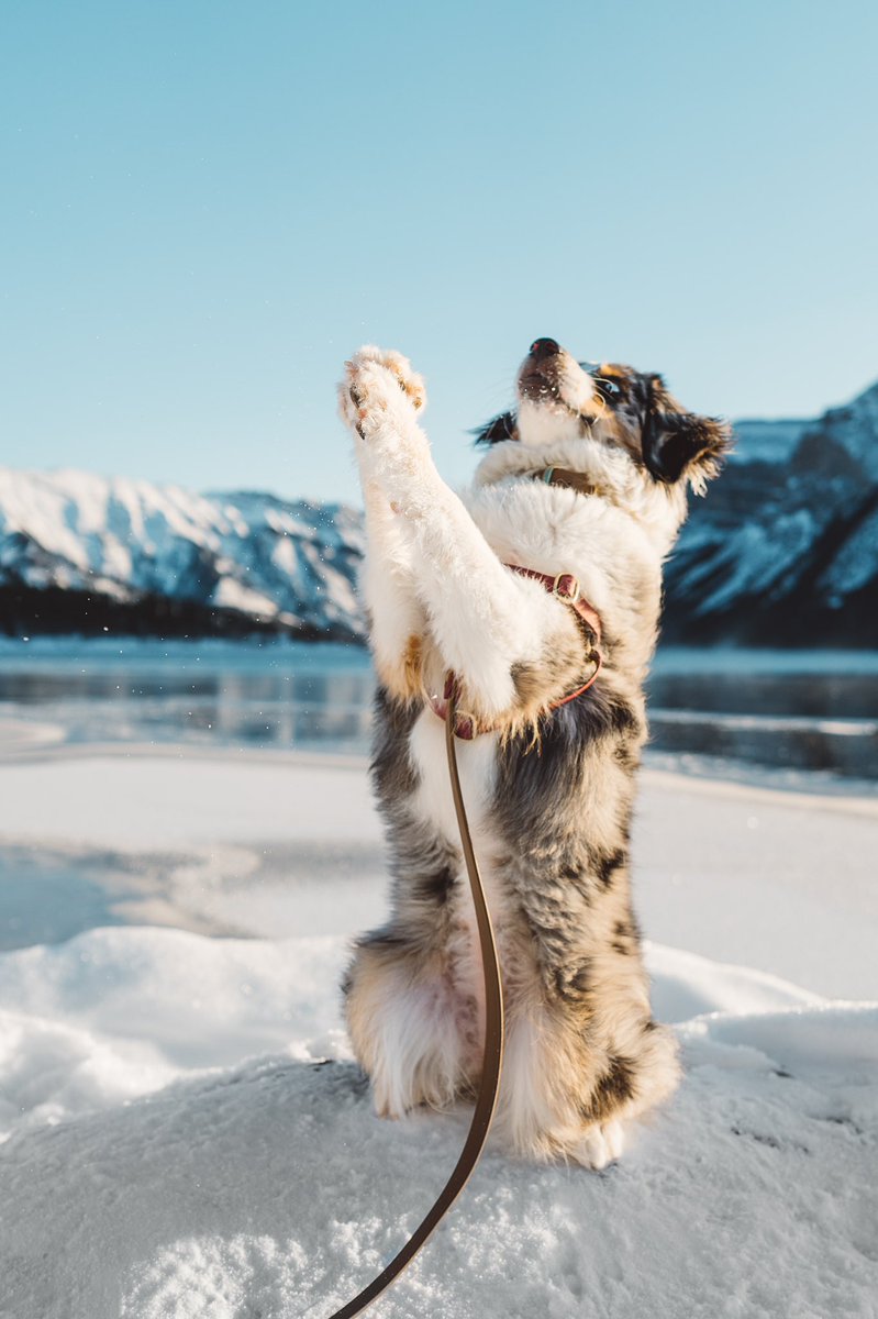 Farley 🐶 + Victoria 👩 tweet media