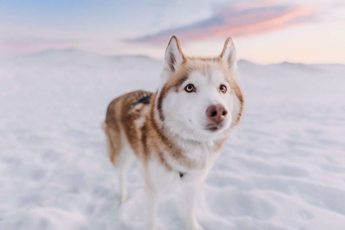 Well, hello, Twitter. It’s been a while. #DogsOfTwitter #twitterdogcommunity