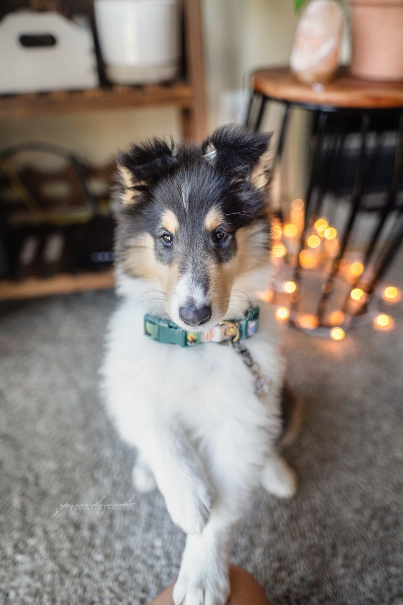 <a href="/twomerlecollies/">Twomerlecollies</a> Ugh I miss baby Zion so much 😭