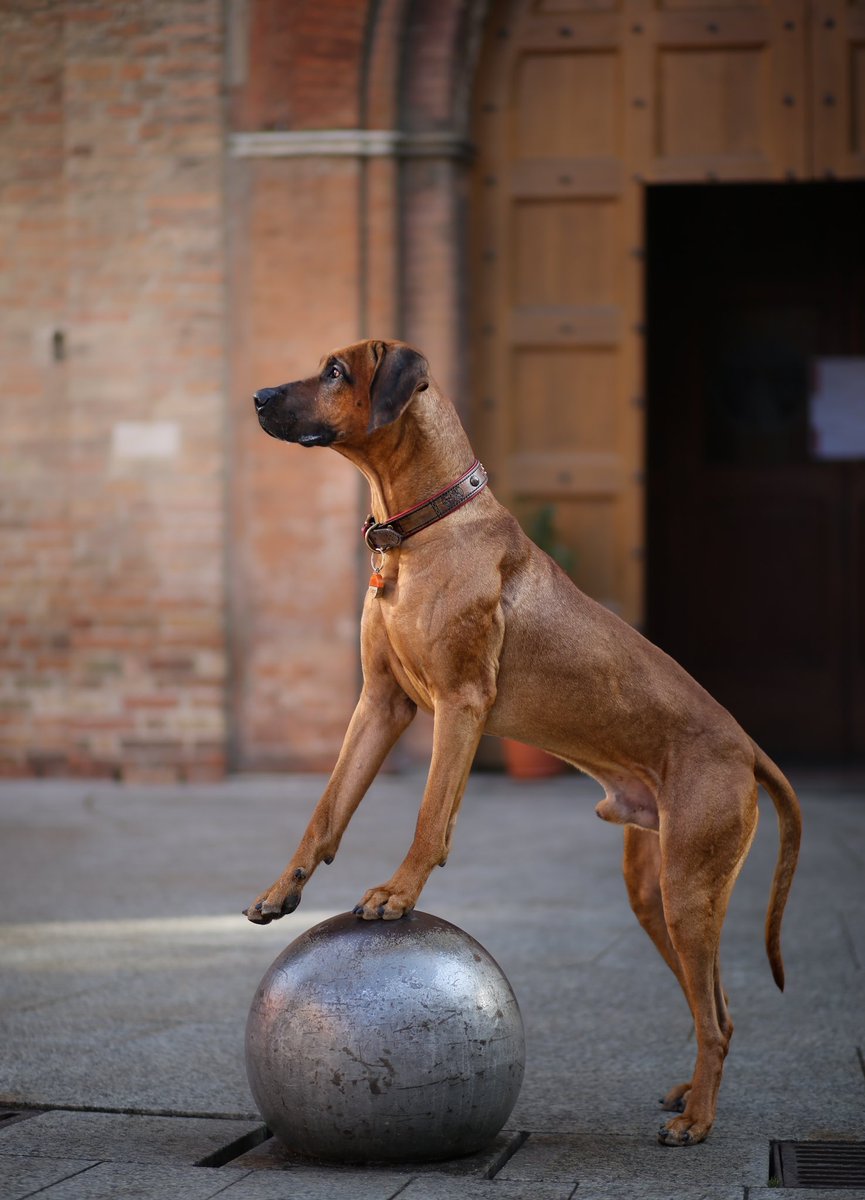 There are some big difference between IG and twitter regarding engagement? I have never used this app before !☺️#dogphotography #Twitter #twitterrules #dogsoftwitter #engagement