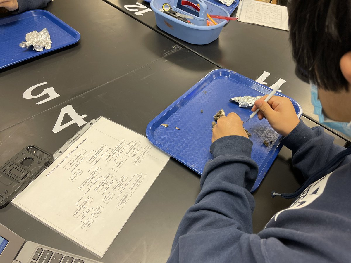 MrsFlowers_3009's tweet photo. Using a dichotomous key to identify organisms in owl pellets. @dataedwhite @EdWhiteScience @NEISD_Science @Rootedin_TX #DATAdoes #theDATAway #DATAfam #ScienceRules #RootEdDATA https://t.co/KXud32N4cv