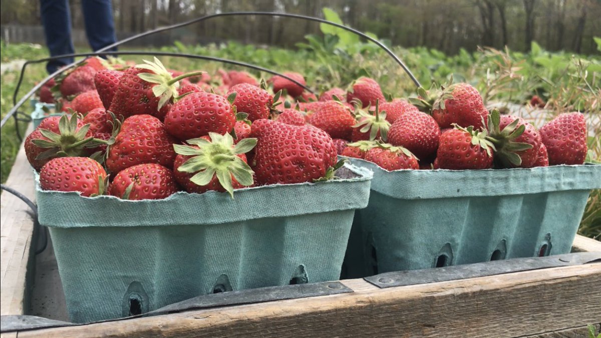 Pungo Strawberry Festival 2025 Event - Strawberry Fields